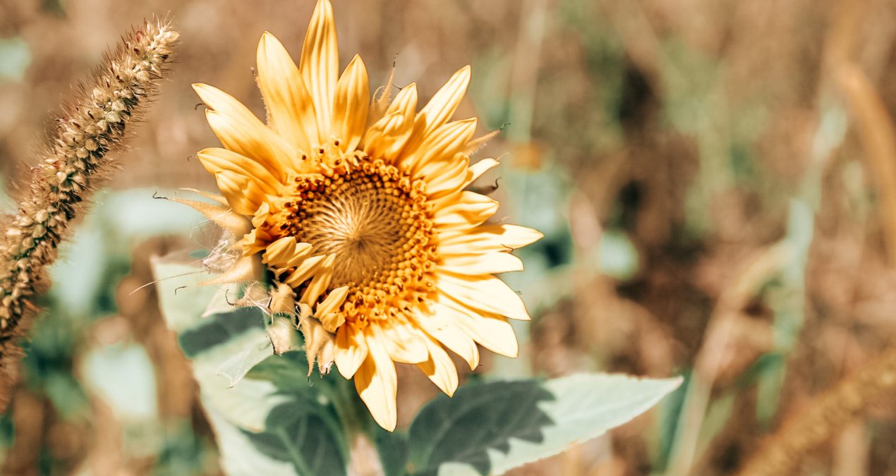 Make a Plan: September